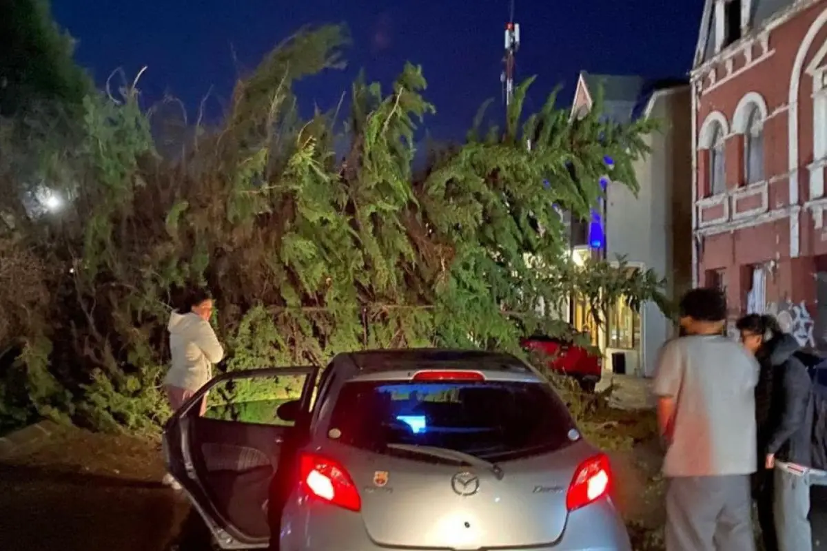 Un árbol cayó en el centro de Punta Arenas, red X