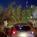 Un árbol cayó en el centro de Punta Arenas, red X