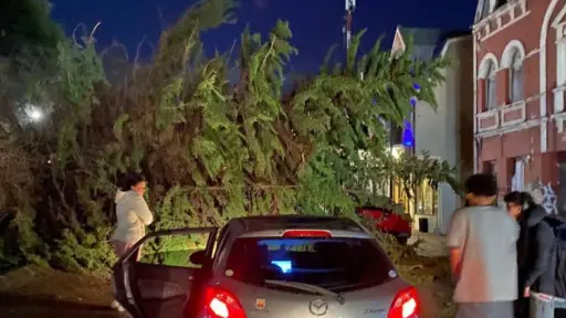 Un árbol cayó en el centro de Punta Arenas, red X