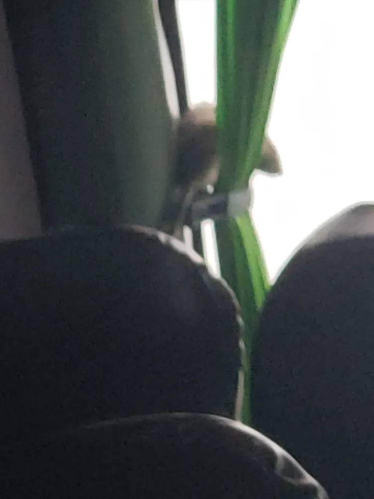 Roedor en pleno bus  - Captura