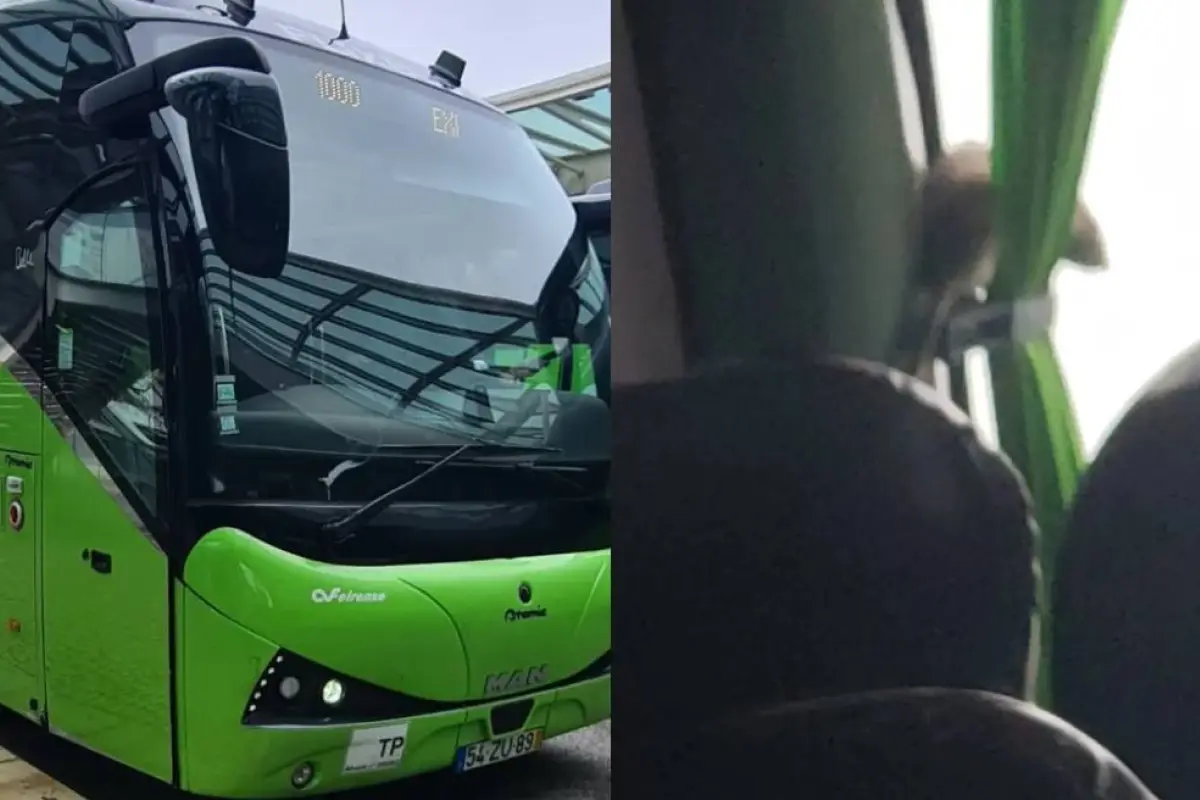 Roedor sembró el pánico en pleno bus rumbo a Santiago, Captura de redes sociales