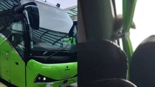 Roedor sembró el pánico en pleno bus rumbo a Santiago, Captura de redes sociales