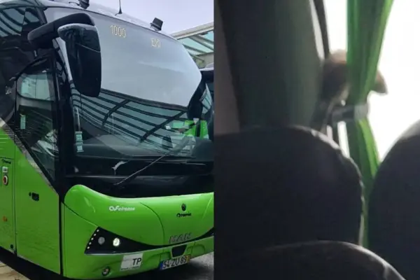 Roedor sembró el pánico en pleno bus rumbo a Santiago ,Captura de redes sociales