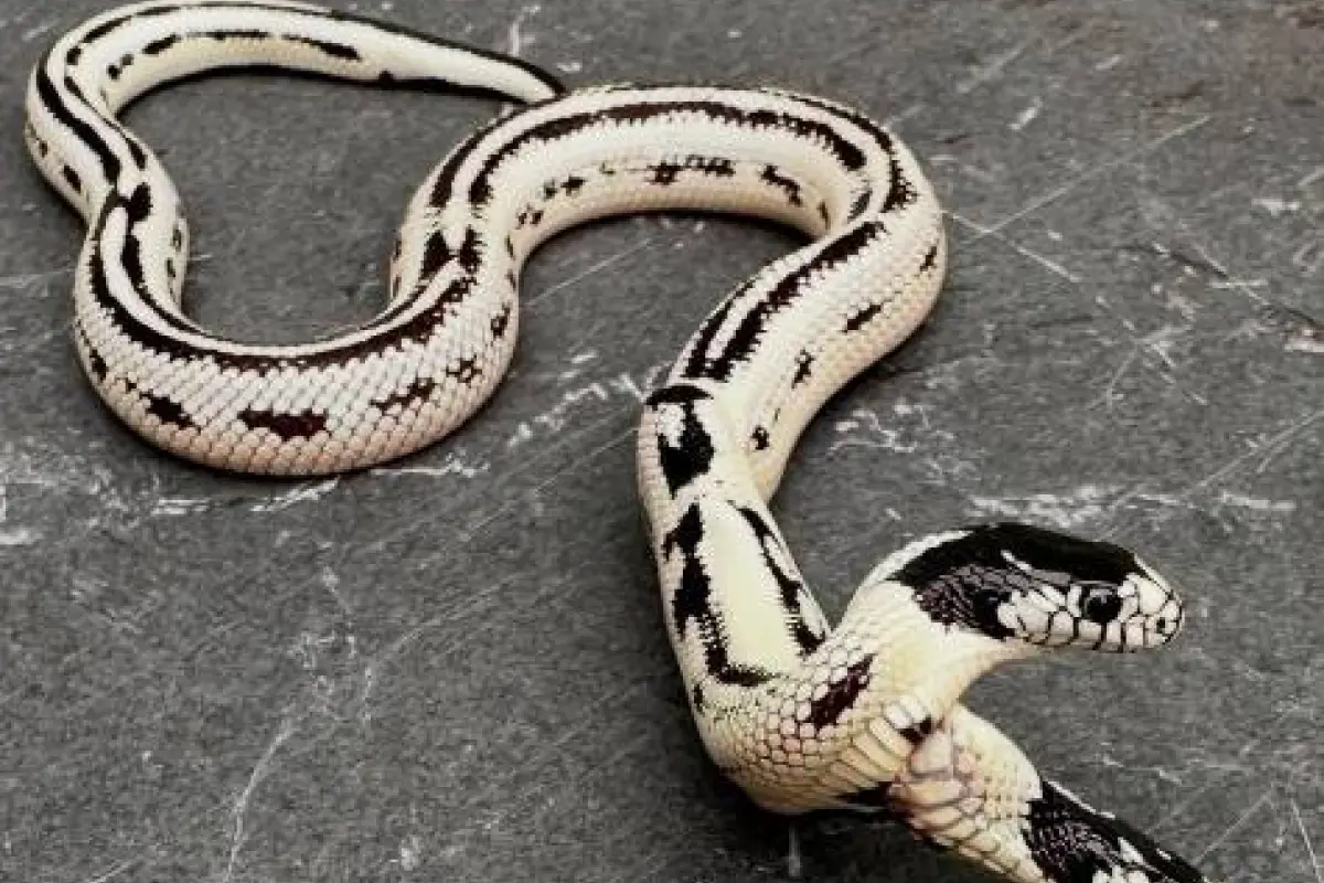 Sorprendente: nace una serpiente de dos cabezas en California, Cedido