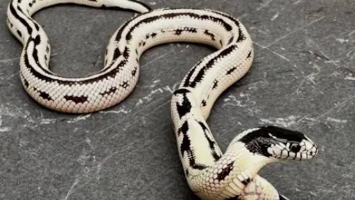Sorprendente: nace una serpiente de dos cabezas en California, Cedido