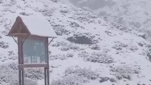 nieve