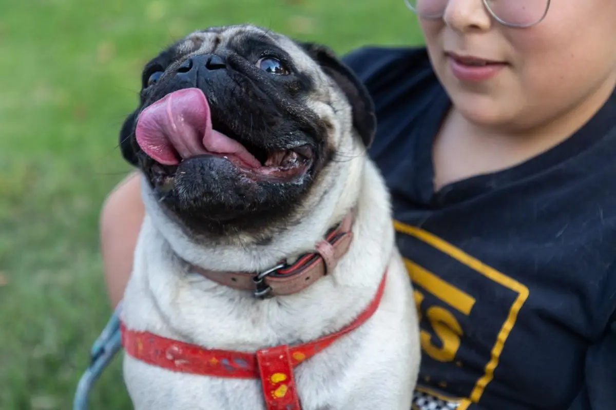 Plan para el bienestar de las mascotas en Renca, Cedida