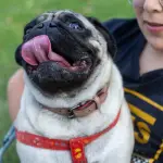 Plan para el bienestar de las mascotas en Renca, Cedida