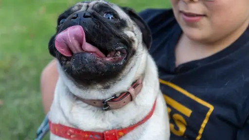 Plan para el bienestar de las mascotas en Renca, Cedida