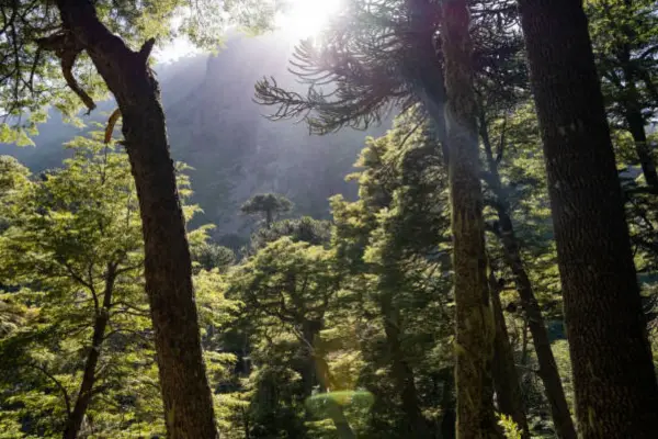 Chile avanza hacia la deforestación cero con estándares internacionales  ,Cedida