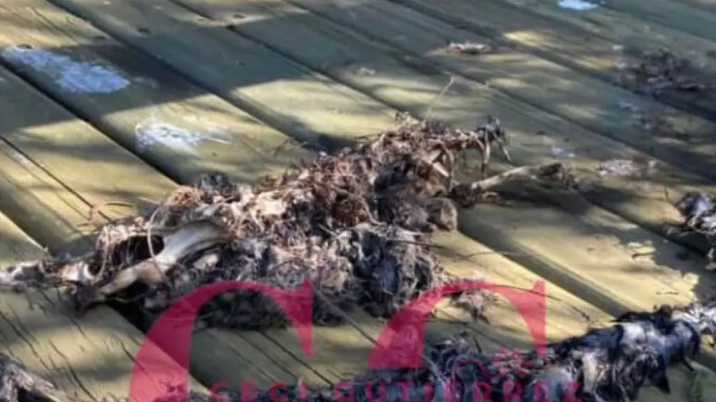 Animales muertos en la casa de Campos - Instagram