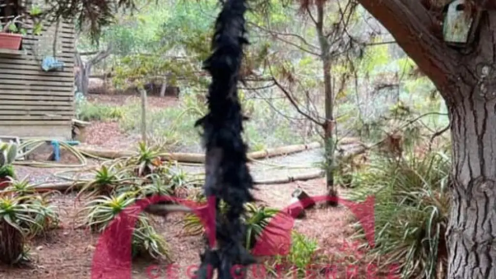 Animales muertos en la casa de Campos - Instagram