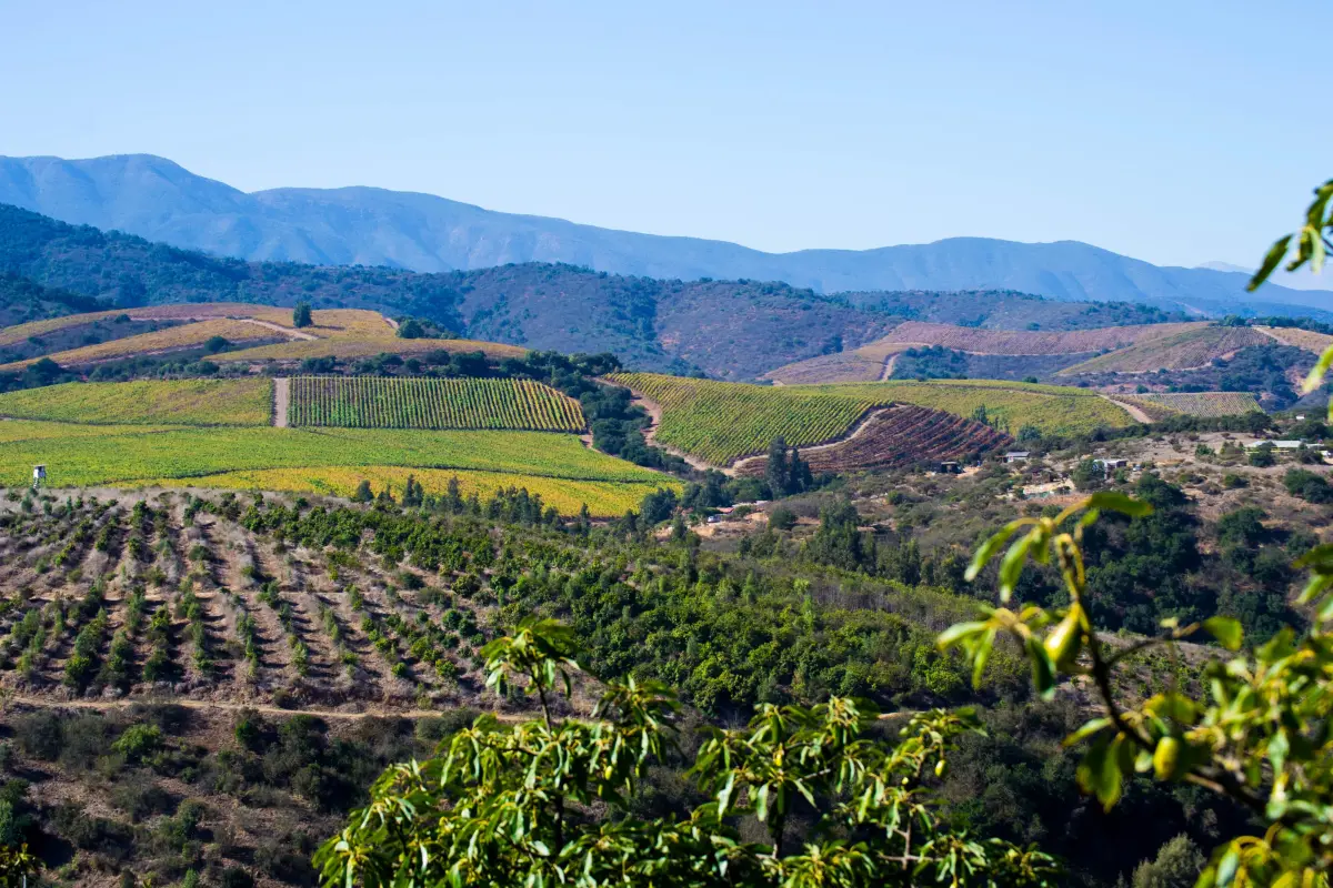 Por cultivar paltos en tu parcela: Este es el proyecto agroinmobiliario que une inversión y recuperación del suelo agrícola, Cedida