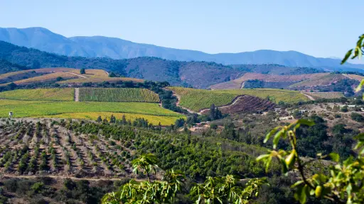 Por cultivar paltos en tu parcela: Este es el proyecto agroinmobiliario que une inversión y recuperación del suelo agrícola, Cedida