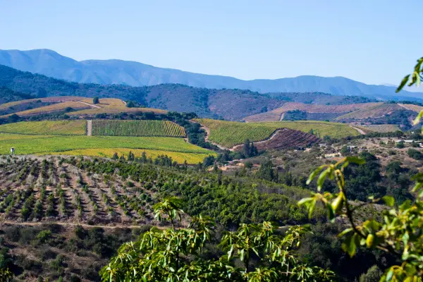 Por cultivar paltos en tu parcela: Este es el proyecto agroinmobiliario que une inversión y recuperación del suelo agrícola ,Cedida