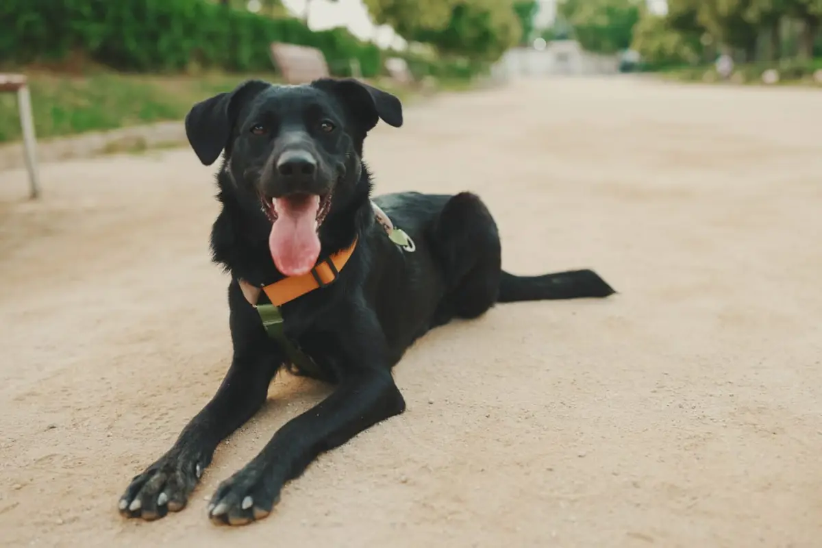 Día Mundial del Perro: conoce su emotivo origen y los cuidados clave para tu mejor amigo, Cedida