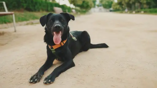 Día Mundial del Perro: conoce su emotivo origen y los cuidados clave para tu mejor amigo, Cedida