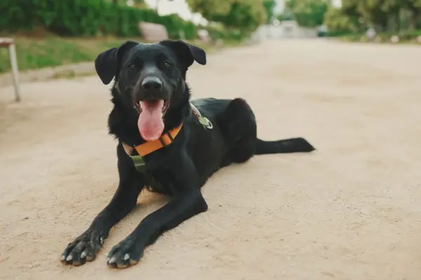 Día Mundial del Perro: conoce su emotivo origen y los cuidados clave para tu mejor amigo ,Cedida