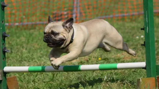 Los perritos tendrán su momento de diversión, Cedida