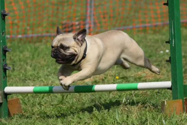 Los perritos tendrán su momento de diversión ,Cedida