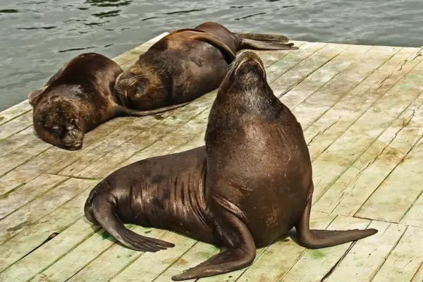 Turista fue atacado por lobo marino en Valdivia ,Redes sociales | Referencial