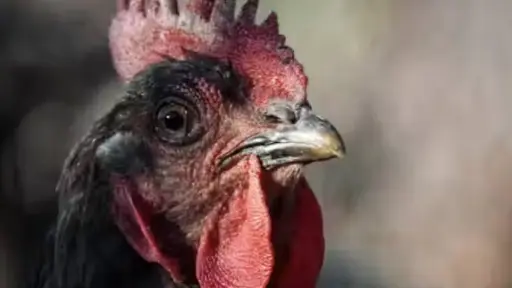 gallinas