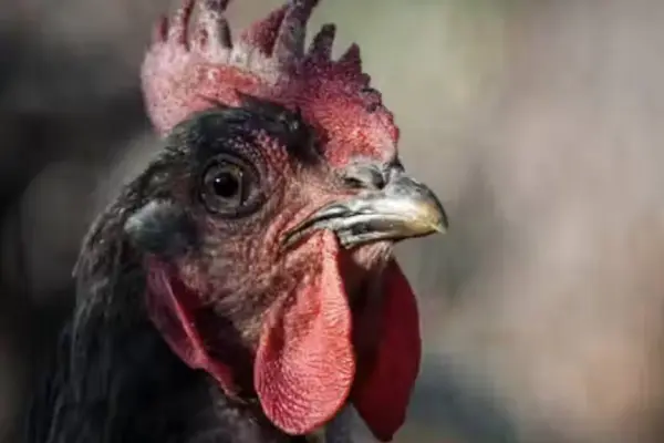 gallinas