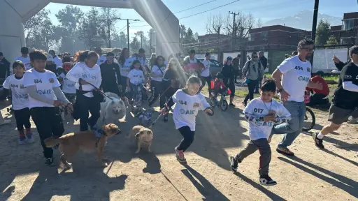 Masiva corrida en La Reina, Cedida