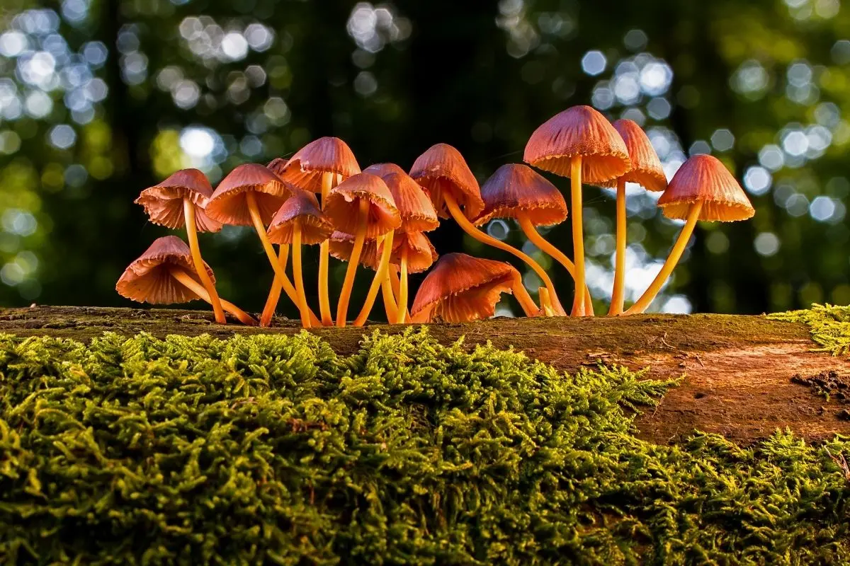 Hongos en la cura del cáncer, Cedida