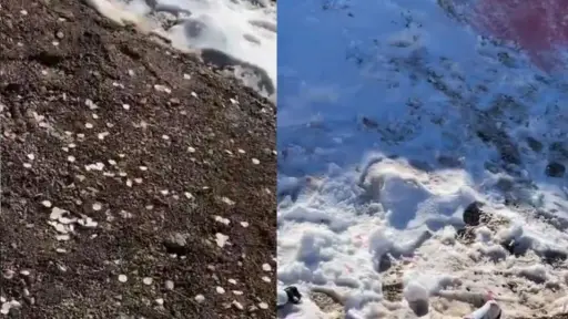 Desechos quedaron repartidos en medio de la naturaleza, Captura