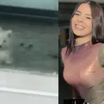 maltrato animal