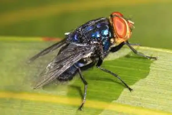     ,I Naturalist Chile
