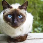 gato