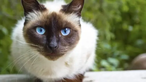 gato