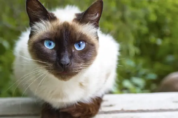 gato