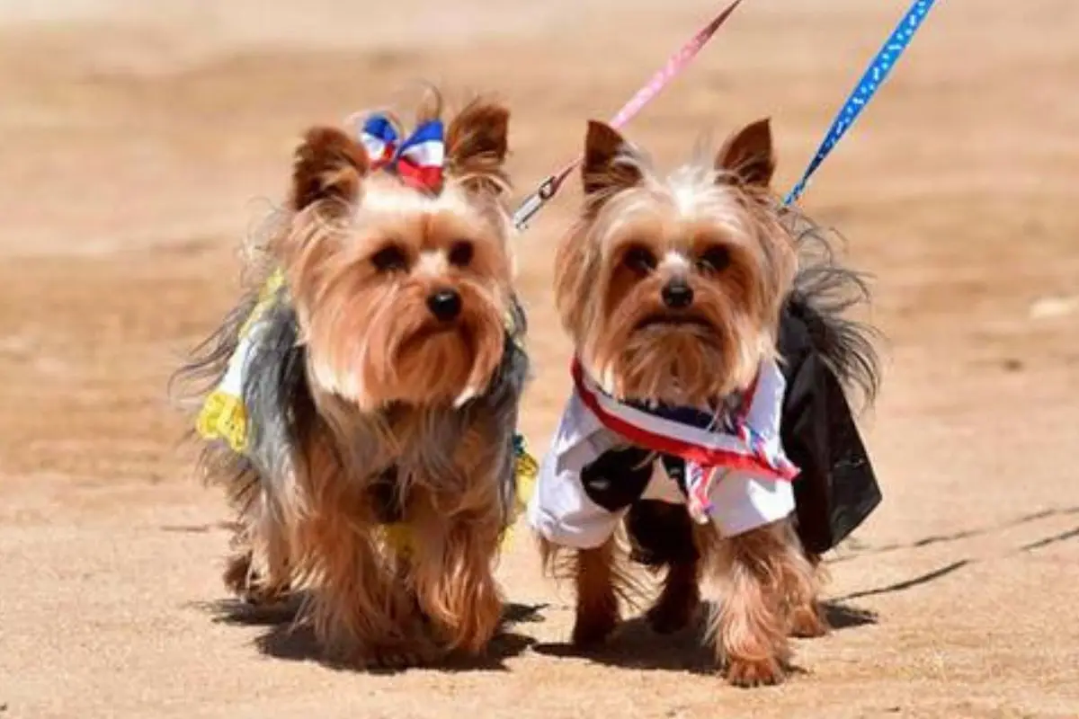 Mascotas celebrando las Fiestas Patrias, red X