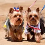 Mascotas celebrando las Fiestas Patrias, red X