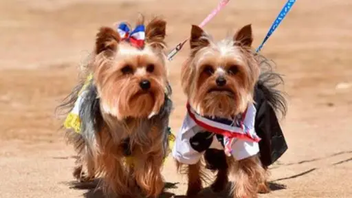 Mascotas celebrando las Fiestas Patrias, red X