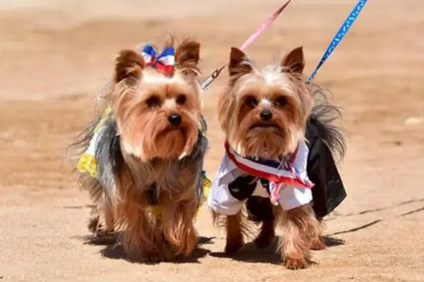 Mascotas celebrando las Fiestas Patrias ,red X