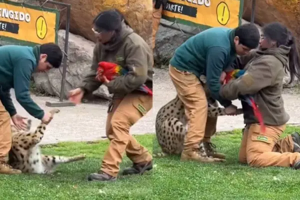 Brutal ataque a guacamayo en Buinzoo  ,Redes sociales | X