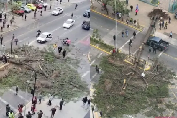 Enorme árbol cae sobre auto en Ñuñoa  ,Captura | X 