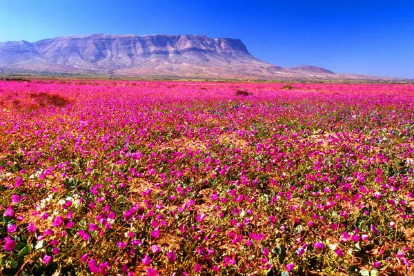 Desierto Florido ,Redes sociales | Referencial