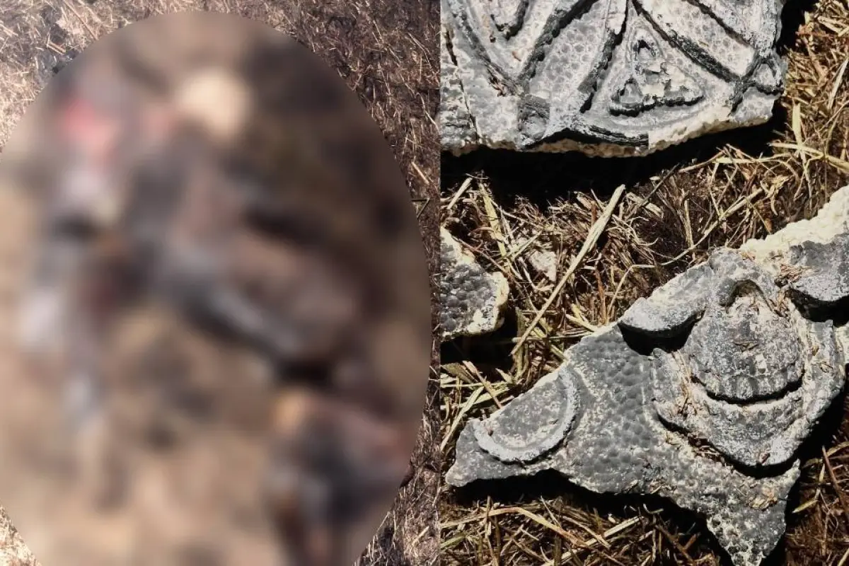 Fotografías compartidas por la agrupación, Patitas de Amor