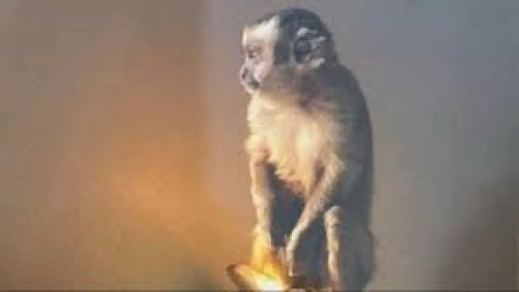     - Mono encontrado en allanamiento-PDI