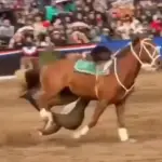 Caballo le jugó una mala pasada a jinete, Captura