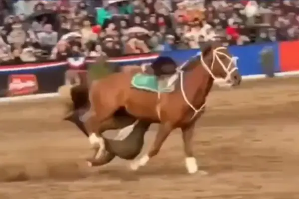 Caballo le jugó una mala pasada a jinete ,Captura