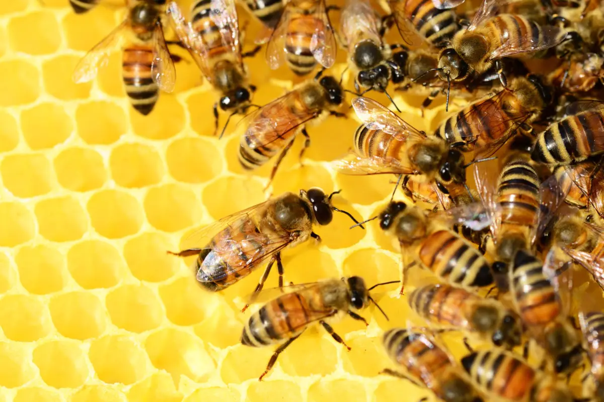 La ciencia al rescate de las abejas, Cedida