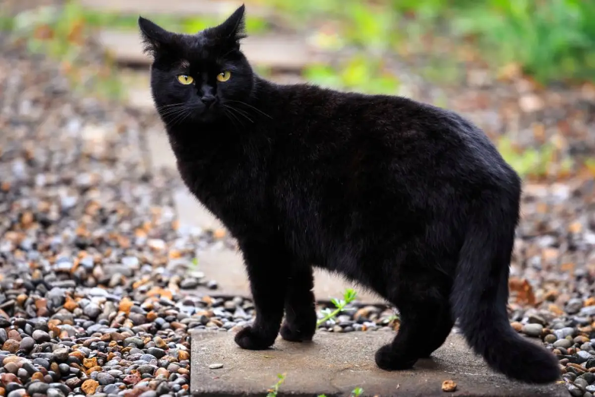 Peligros para gatos negros durante Halloween, Redes sociales | Referencial