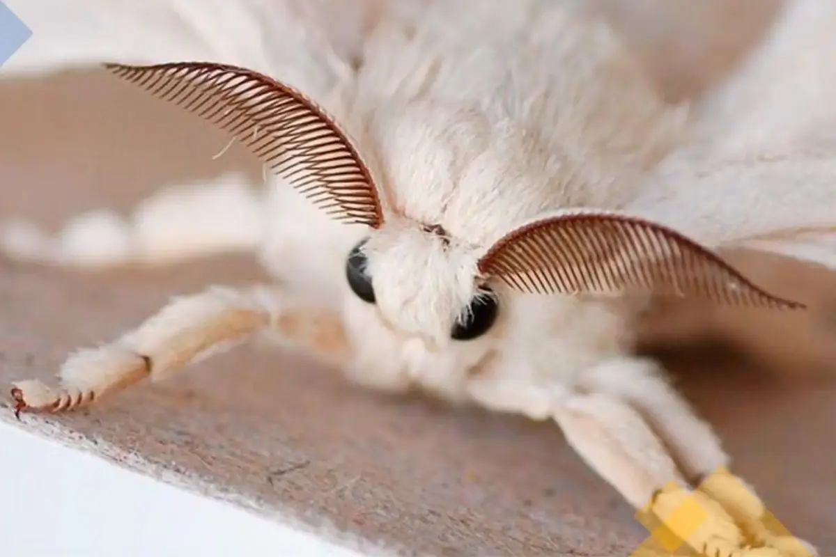 La temida polilla esponjosa, red X