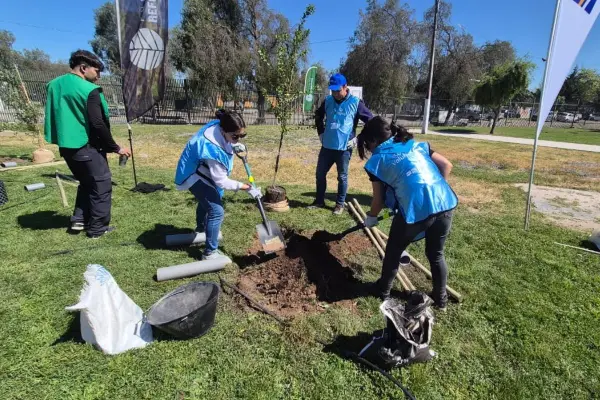Reforestan Parque Eduardo Frei de Lo Prado ,Cedida
